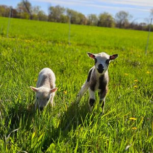 Two lambs standing in a field of grass.
